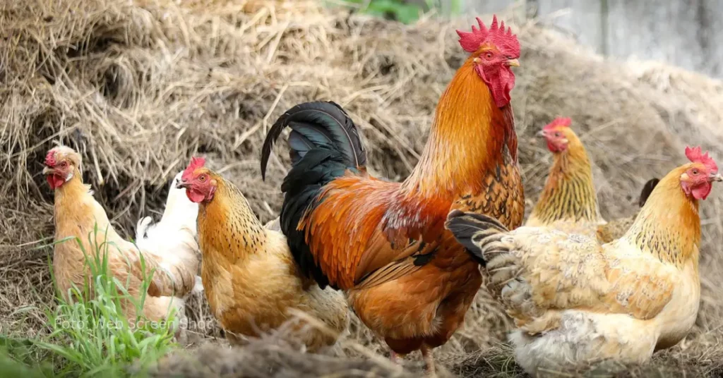 ATENCIÓN: Estados Unidos sacrificó más de un millón de aves por crisis sanitaria