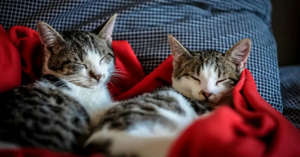 El Día Internacional del Gato guarda relación con el más famoso felino de los 90.