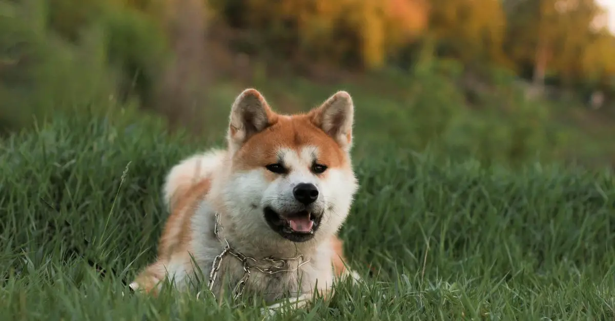 La alianza entre Volition y Fujifilm Vet Systems marca un hito en la detección de cáncer veterinario en Japón