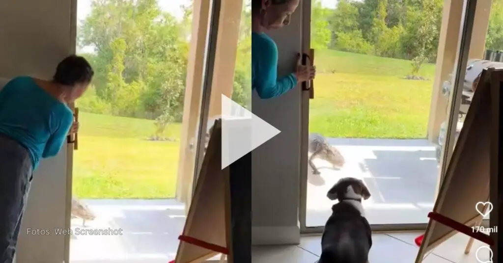A esta hora es viral en redes sociales el video de un pequeño cocodrilo que se encontraba casi en la puerta de una vivienda en Florida