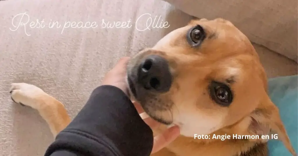 Angie Harmon insiste en que el perro no representaba ninguna amenaza
