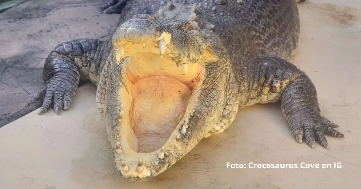 Cocodrilo Burt llegó al estrellato a través de la cinta cómica australiana-estadounidense de 1986, Cocodrilo Dundee