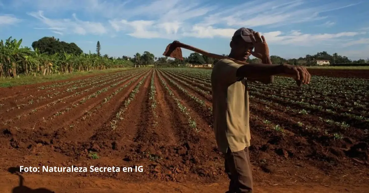 En abril de 2021 el gobierno de Cuba anunció 63 medidas para dinamizar la agricultura en el país