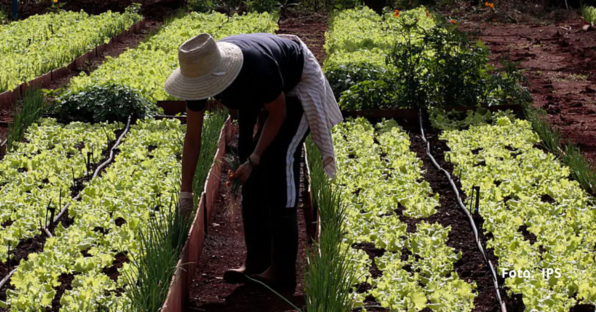 La alarmante situación de la industria agropecuaria de la Mayor de las Antillas es habitual en las noticias de Cuba